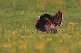 Wild Turkey